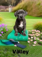 American bully XL