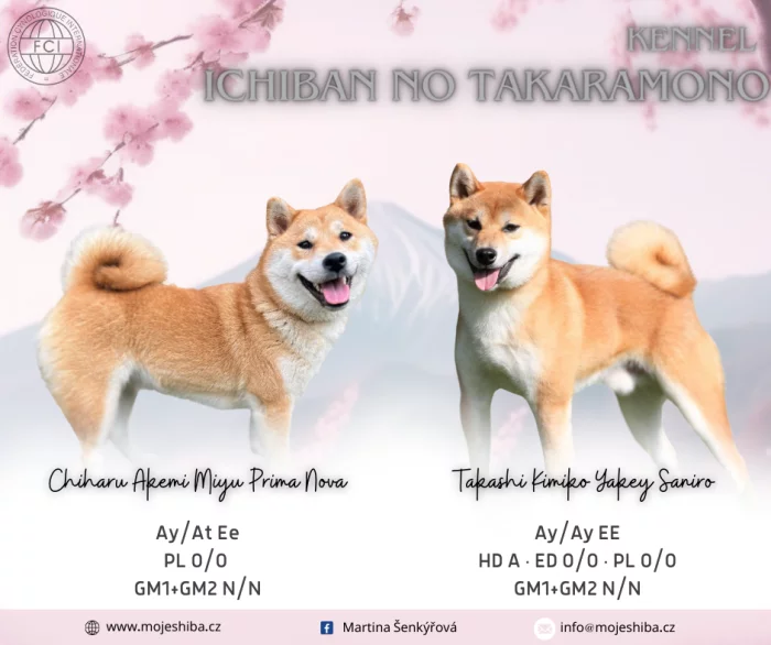 Shiba štěňátko s PP