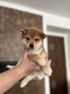 Shiba štěňátko s PP