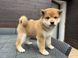 Shiba štěňátko s PP