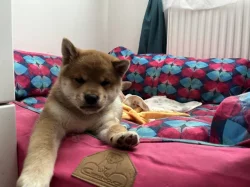 Shiba štěňátko s PP
