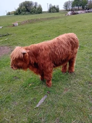 Prodám býčka highlander