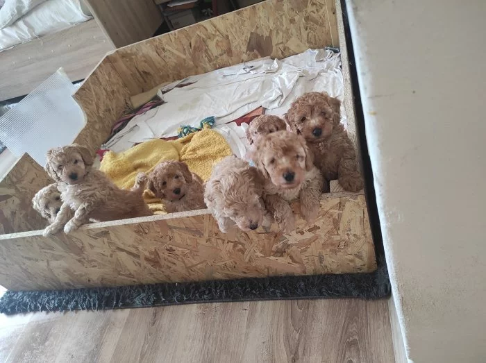 PUDL STŘEDNÍ CERVENOPLAVY