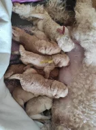 PUDL STŘEDNÍ CERVENOPLAVY