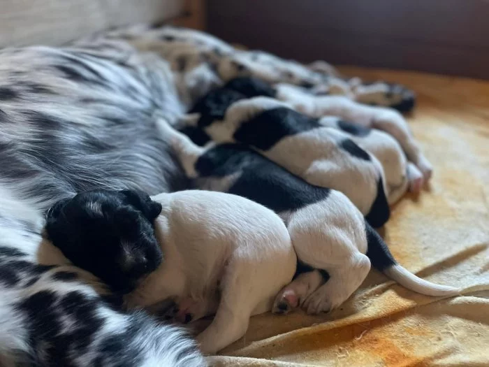 Velký münsterlandský ohař - štěňata s PP