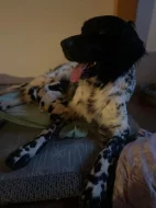 Velký münsterlandský ohař - štěňata s PP