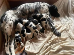 Velký münsterlandský ohař - štěňata s PP