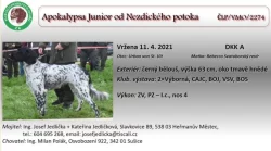 Velký münsterlandský ohař - štěňata s PP