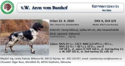 Velký münsterlandský ohař - štěňata s PP