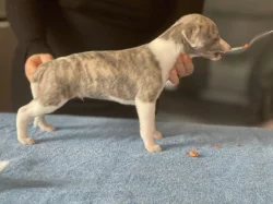 Whippet- šteňátka s PP