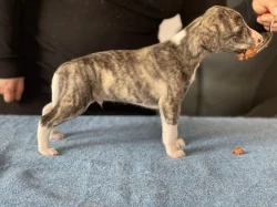 Whippet- šteňátka s PP