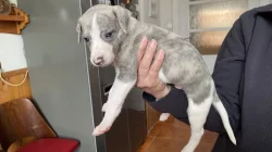 Whippet- šteňátka s PP