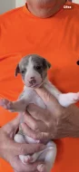 Whippet- šteňátka s PP