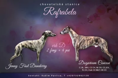 Whippet- šteňátka s PP