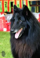 Belgický ovčák Groenendael - pejsek s PP