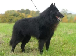 Belgický ovčák Groenendael - pejsek s PP