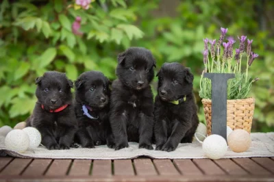 Belgický ovčák Groenendael - pejsek s PP