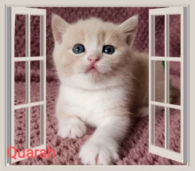 Britská koťátka s PP