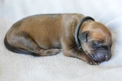 Rhodéský ridgeback s PP