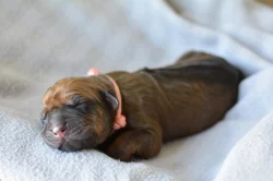 Rhodéský ridgeback s PP