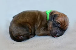 Rhodéský ridgeback s PP