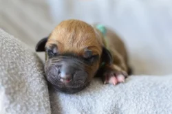 Rhodéský ridgeback s PP