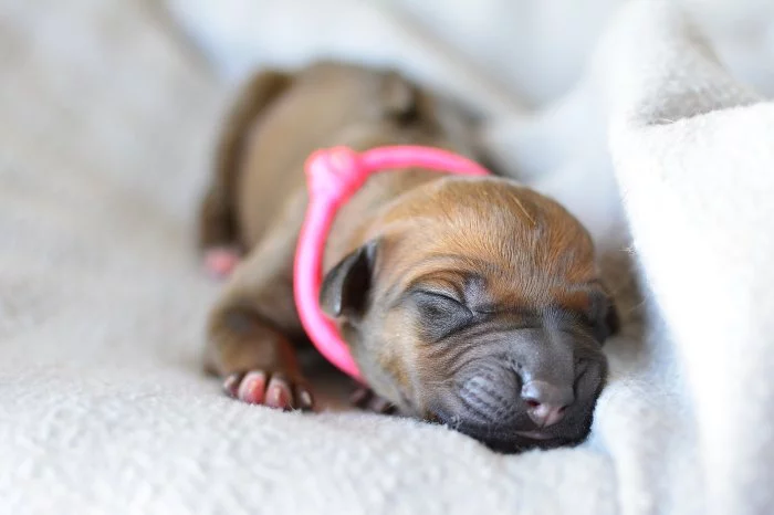 Rhodéský ridgeback s PP