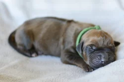 Rhodéský ridgeback s PP