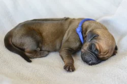 Rhodéský ridgeback s PP