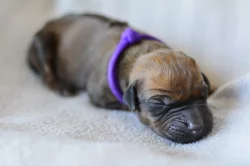 Rhodéský ridgeback s PP