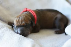 Rhodéský ridgeback s PP