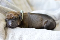 Rhodéský ridgeback s PP