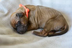 Rhodéský ridgeback s PP