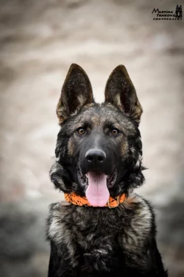 Prodej štěně NO s PP FCI