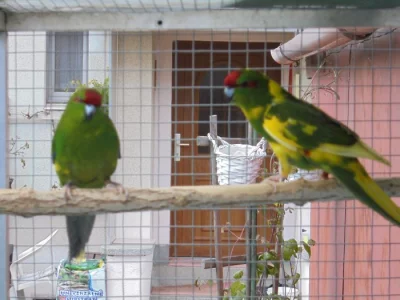 Kakariky červenočelý (papoušek Novozelandský