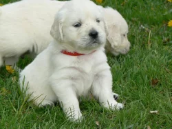 Golden retriever s PP – štěňata /zlatý retrívr/
