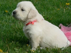 Golden retriever s PP – štěňata /zlatý retrívr/