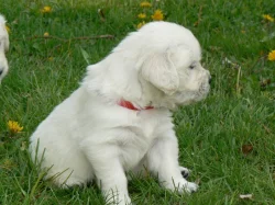 Golden retriever s PP – štěňata /zlatý retrívr/