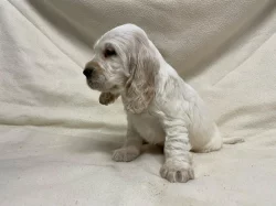 Anglický kokršpaněl oranžový bělouš