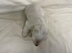 Anglický kokršpaněl oranžový bělouš