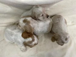 Anglický kokršpaněl oranžový bělouš