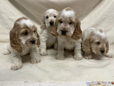 Anglický kokršpaněl oranžový bělouš