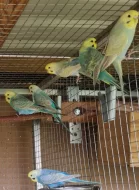 Duhové andulky - rezervováno do pondělí