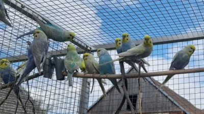 Duhové andulky - rezervováno do pondělí