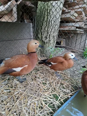 Kazarka  hrdzavá (červená)