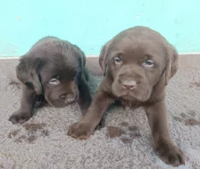 Nabídka štěňat labradorského retrievera