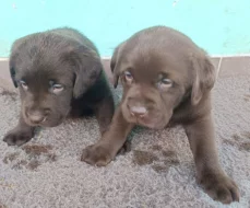 Nabídka štěňat labradorského retrievera