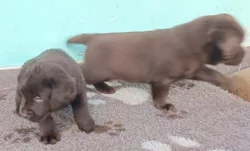 Nabídka štěňat labradorského retrievera