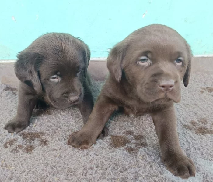 Nabídka štěňat labradorského retrievera