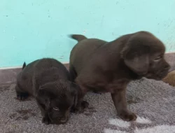 Nabídka štěňat labradorského retrievera